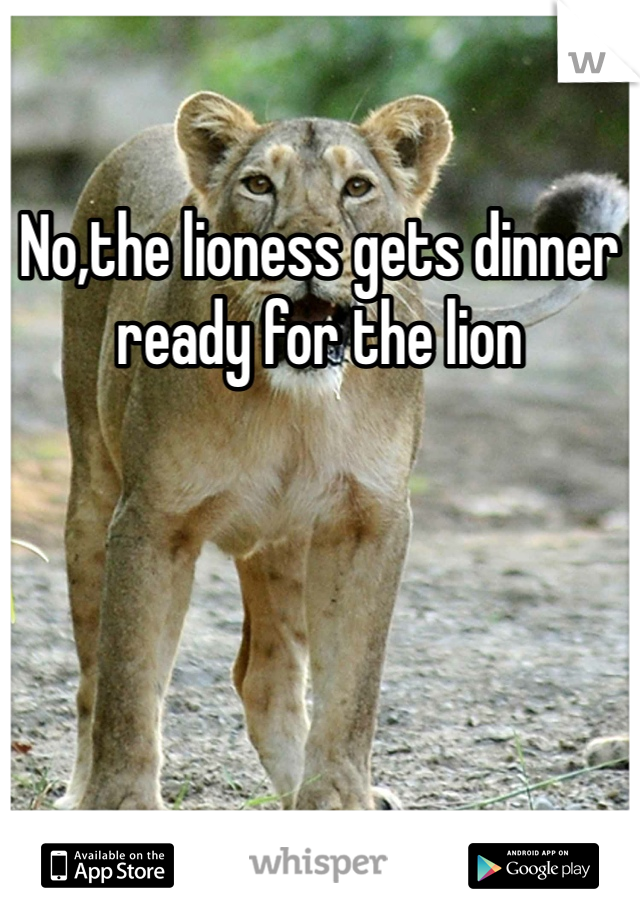 No,the lioness gets dinner ready for the lion 