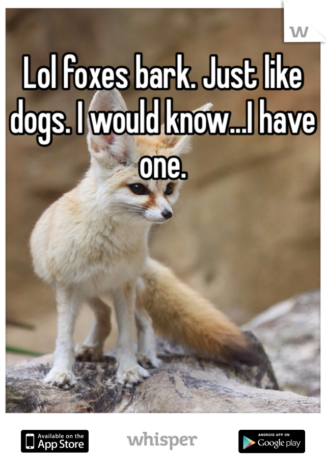 Lol foxes bark. Just like dogs. I would know...I have one.