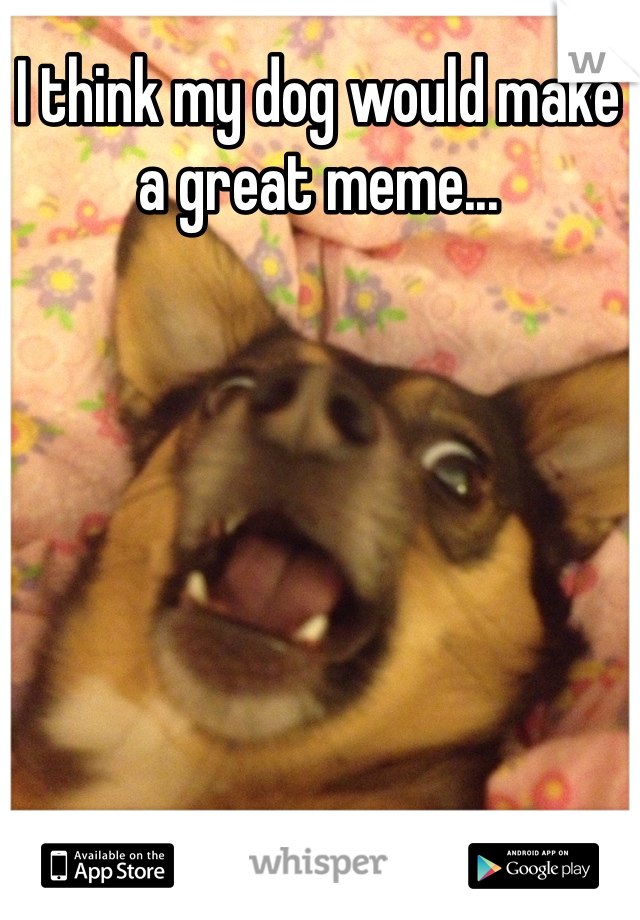 I think my dog would make a great meme...