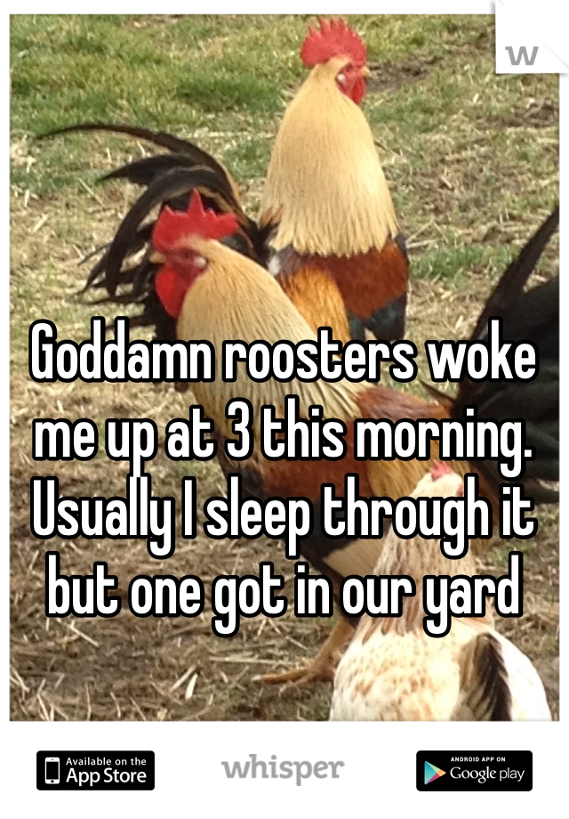 Goddamn roosters woke me up at 3 this morning. Usually I sleep through it but one got in our yard