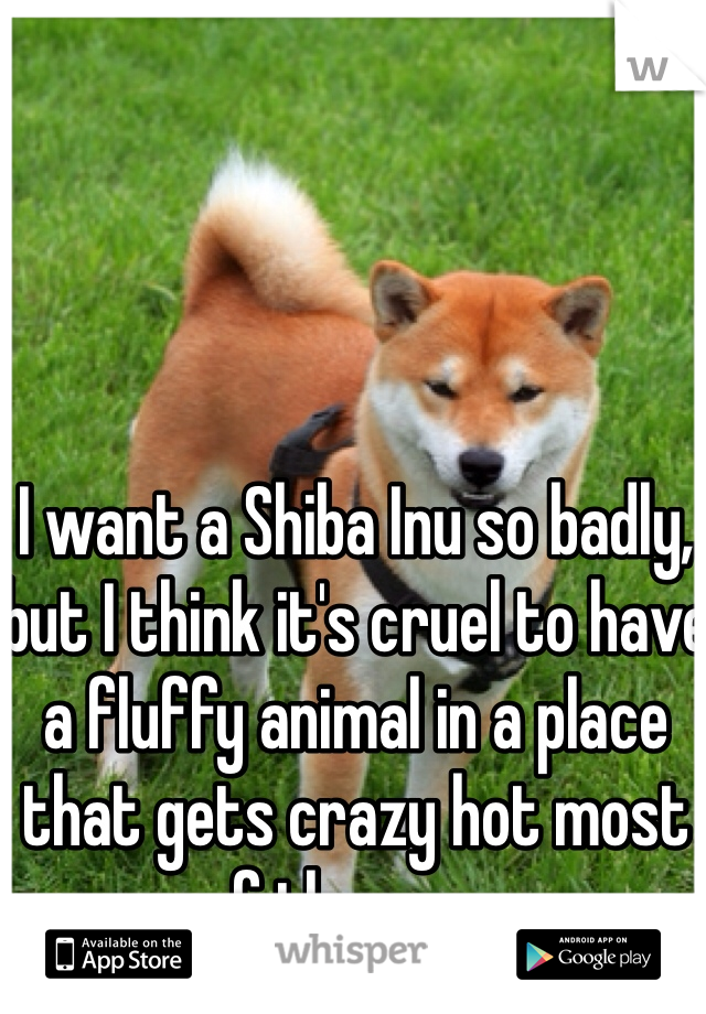I want a Shiba Inu so badly, but I think it's cruel to have a fluffy animal in a place that gets crazy hot most of the year.