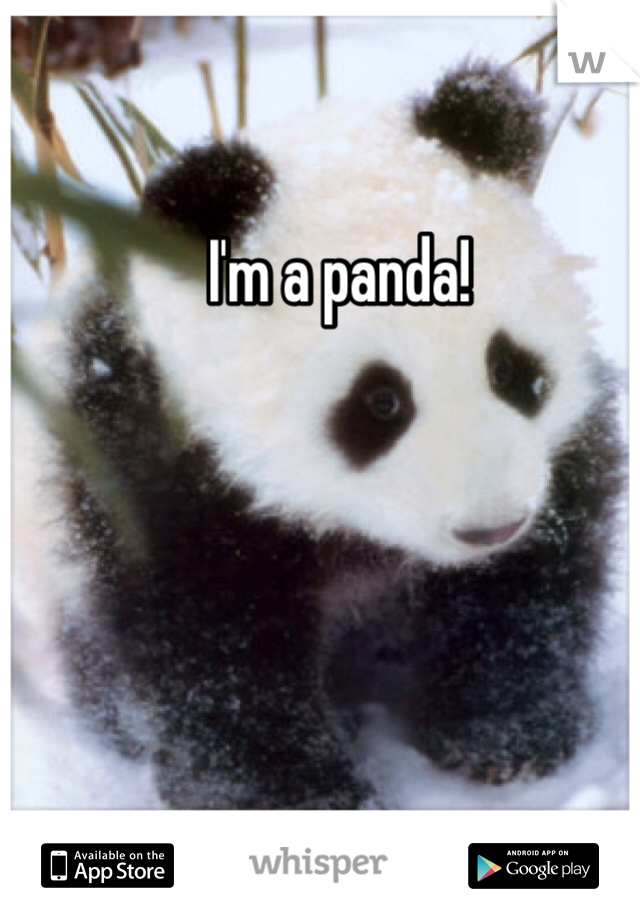 I'm a panda!
