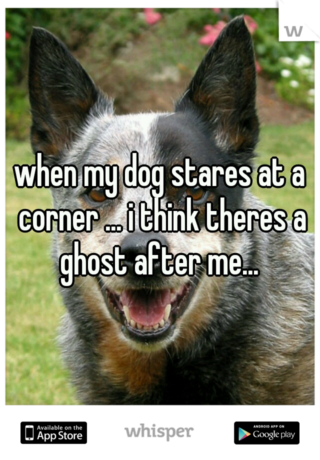 when my dog stares at a corner ... i think theres a ghost after me... 