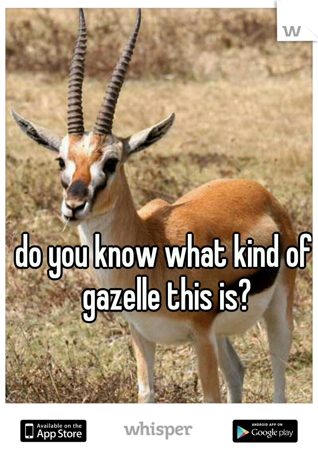 do you know what kind of gazelle this is?