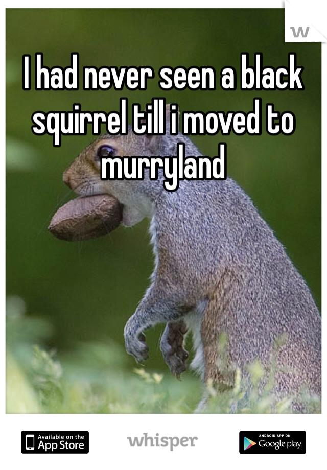I had never seen a black squirrel till i moved to murryland