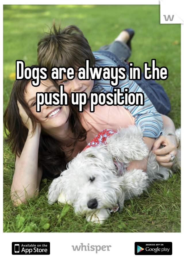 Dogs are always in the push up position 