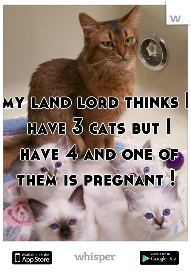 my land lord thinks I have 3 cats but I have 4 and one of them is pregnant ! 