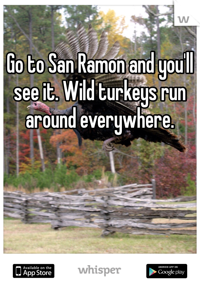 Go to San Ramon and you'll see it. Wild turkeys run around everywhere.