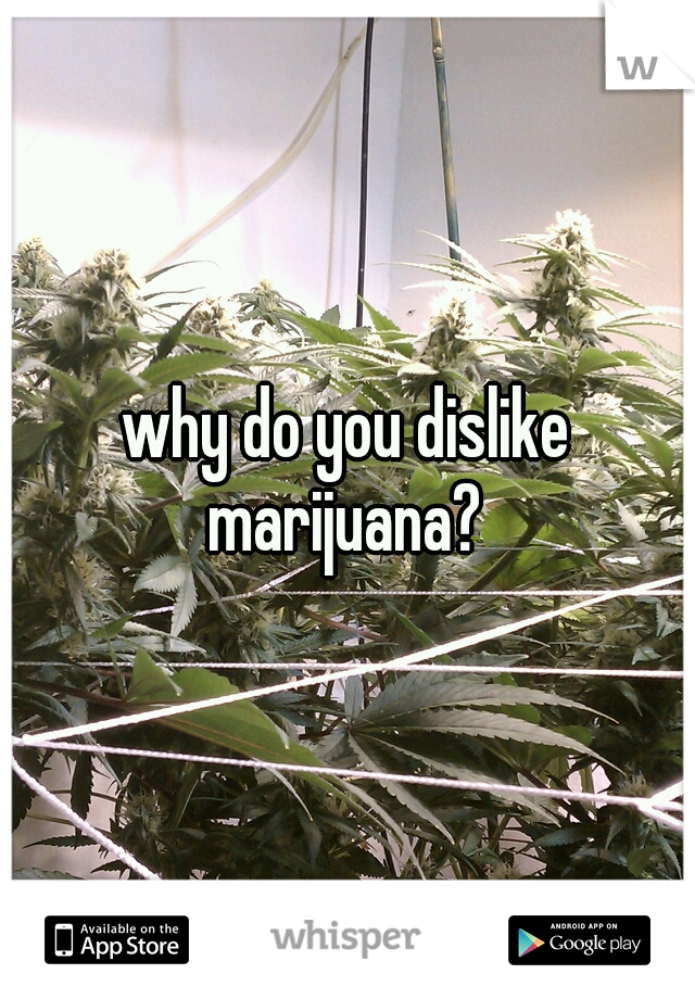 why do you dislike marijuana? 