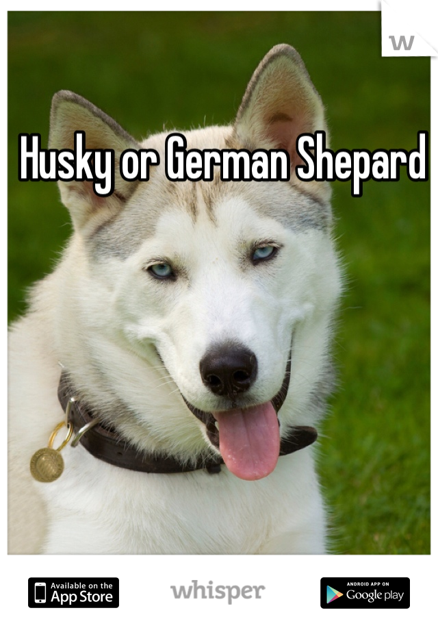  Husky or German Shepard 