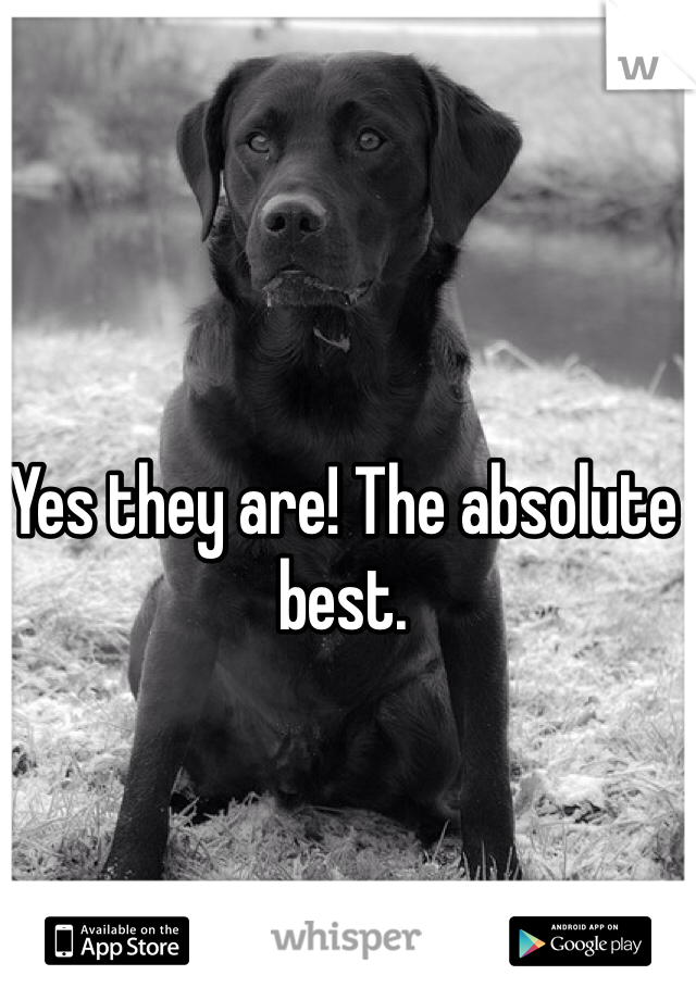 Yes they are! The absolute best. 