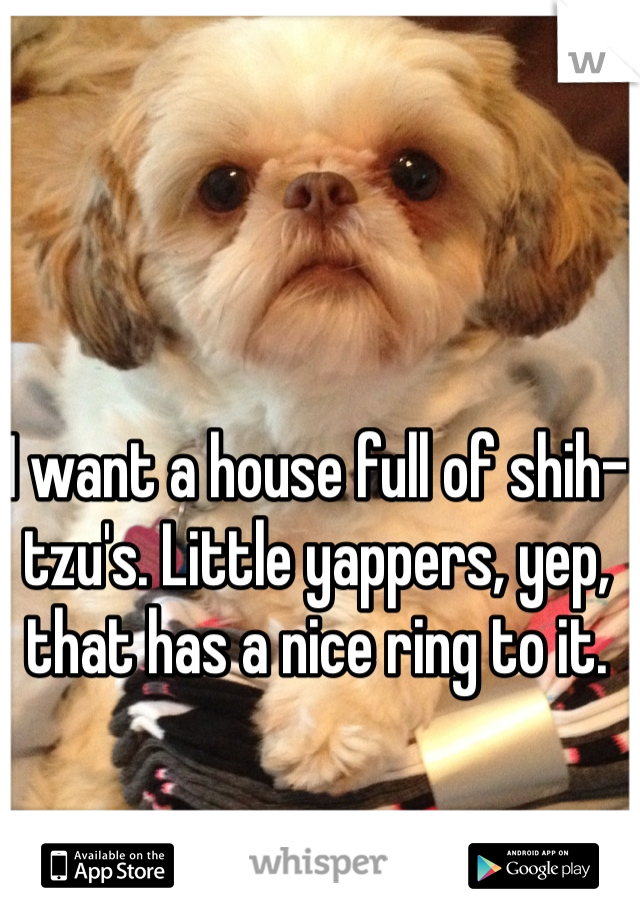 I want a house full of shih-tzu's. Little yappers, yep, that has a nice ring to it. 