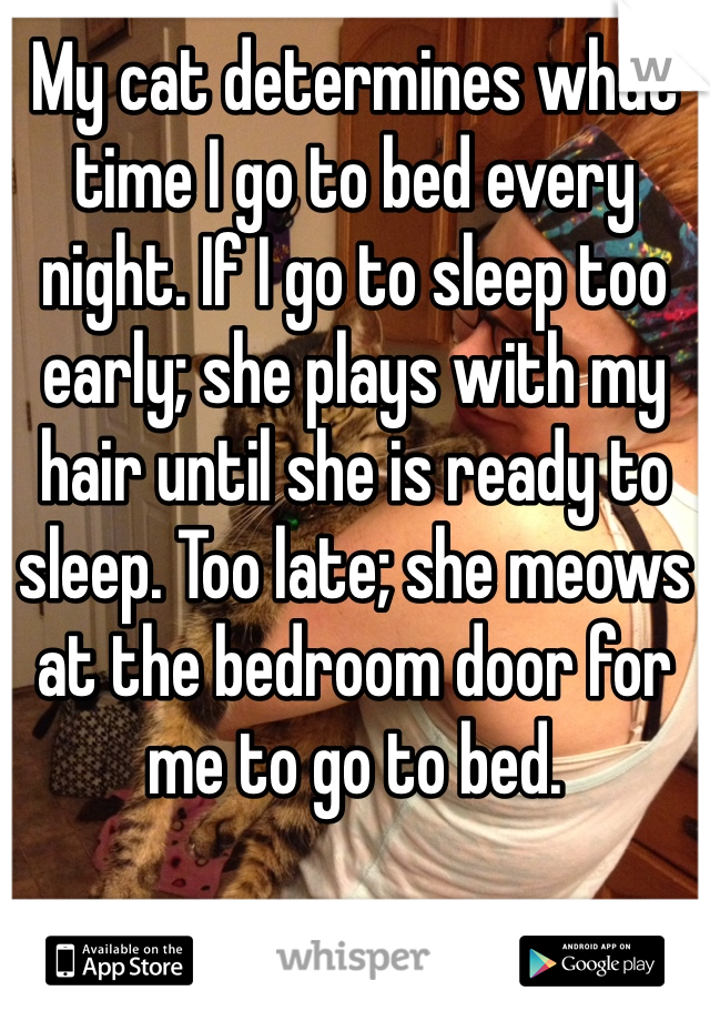 My cat determines what time I go to bed every night. If I go to sleep too early; she plays with my hair until she is ready to sleep. Too late; she meows at the bedroom door for me to go to bed.