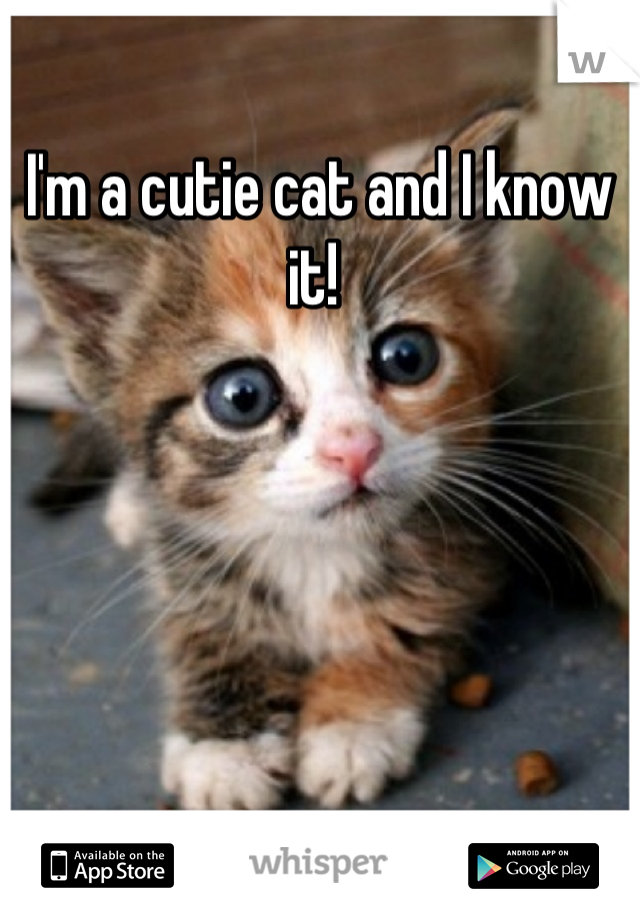 I'm a cutie cat and I know it! 