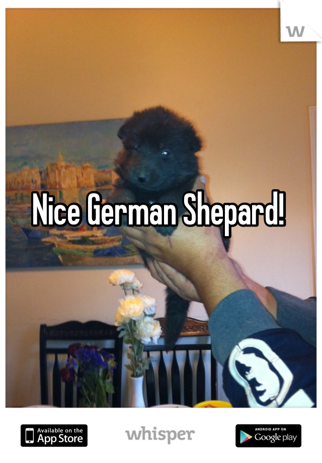 Nice German Shepard! 