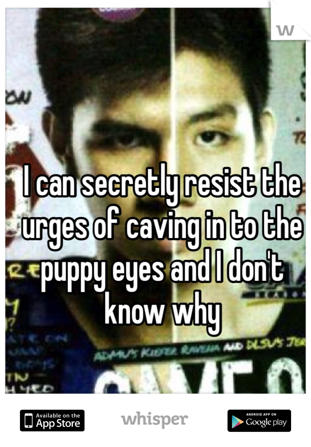 I can secretly resist the urges of caving in to the puppy eyes and I don't know why