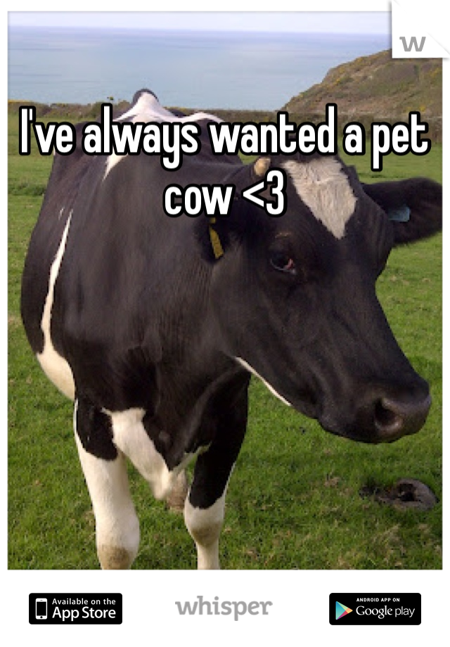 I've always wanted a pet cow <3
