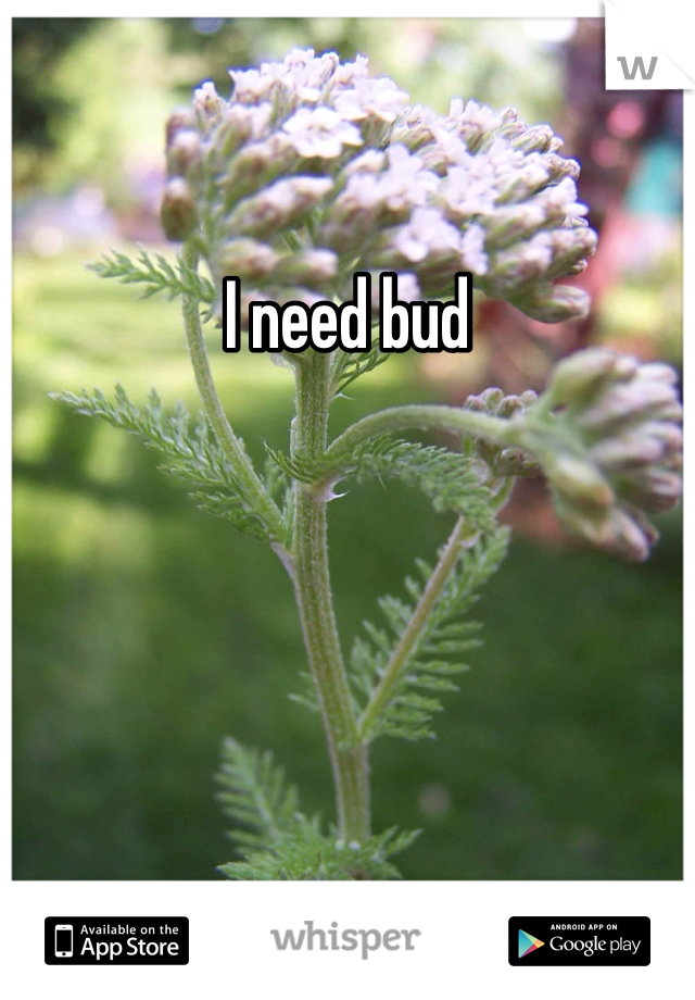 I need bud