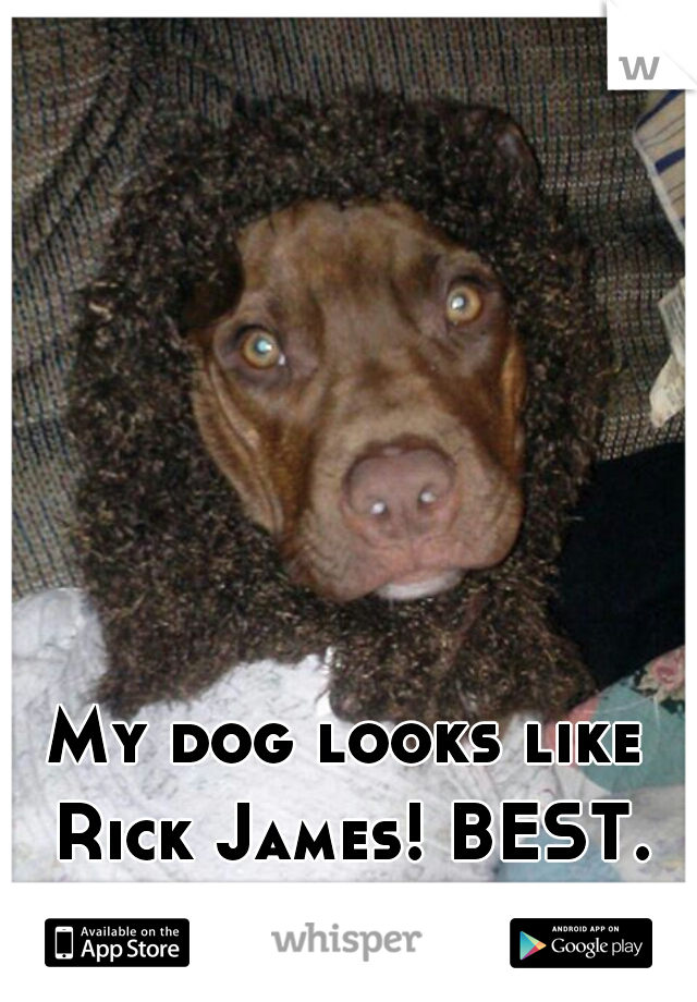 My dog looks like Rick James! BEST. DOG. EVER!
