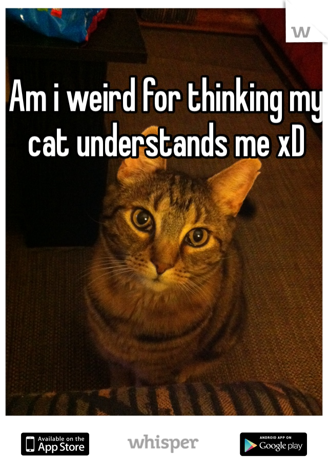 Am i weird for thinking my cat understands me xD 