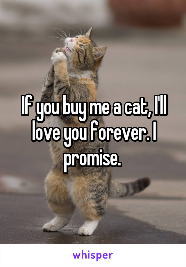 If you buy me a cat, I'll love you forever. I promise. 