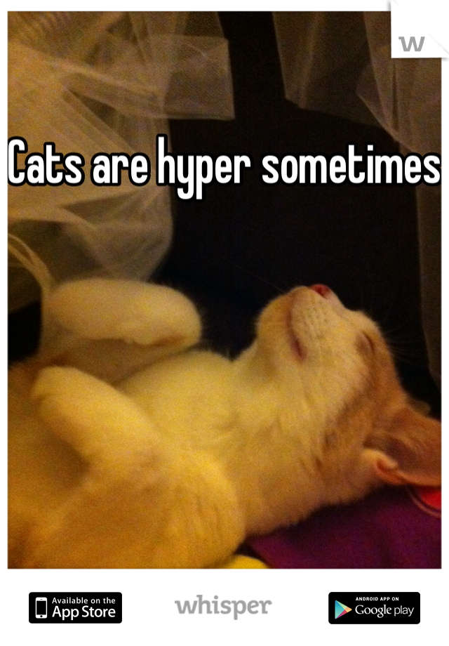 Cats are hyper sometimes