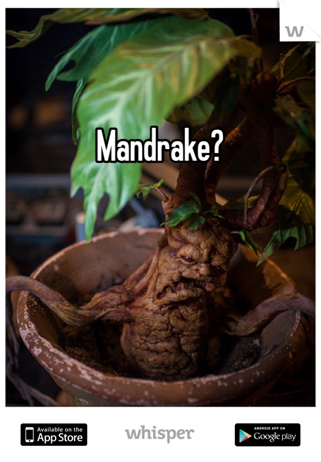 Mandrake?