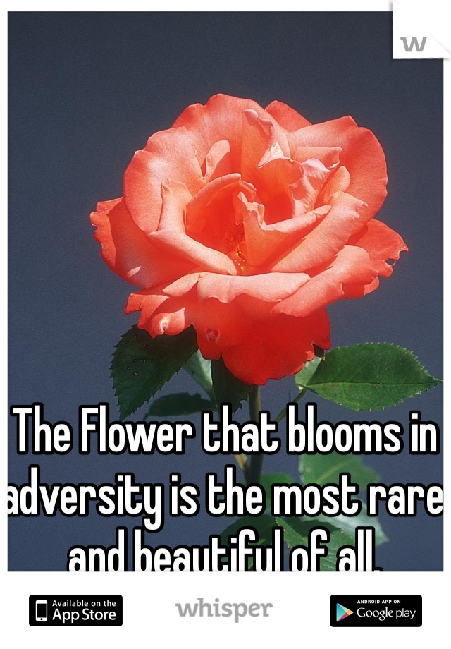The Flower that blooms in adversity is the most rare and beautiful of all. 