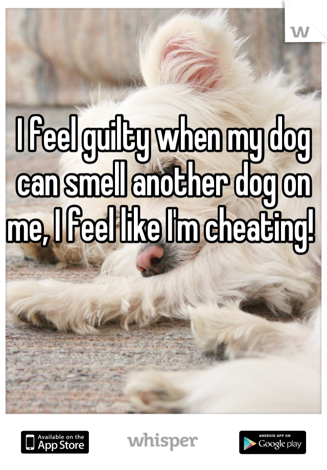 I feel guilty when my dog can smell another dog on me, I feel like I'm cheating! 