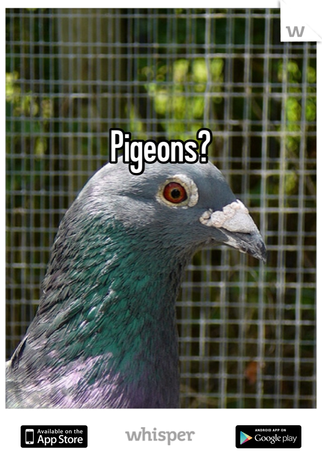 Pigeons?