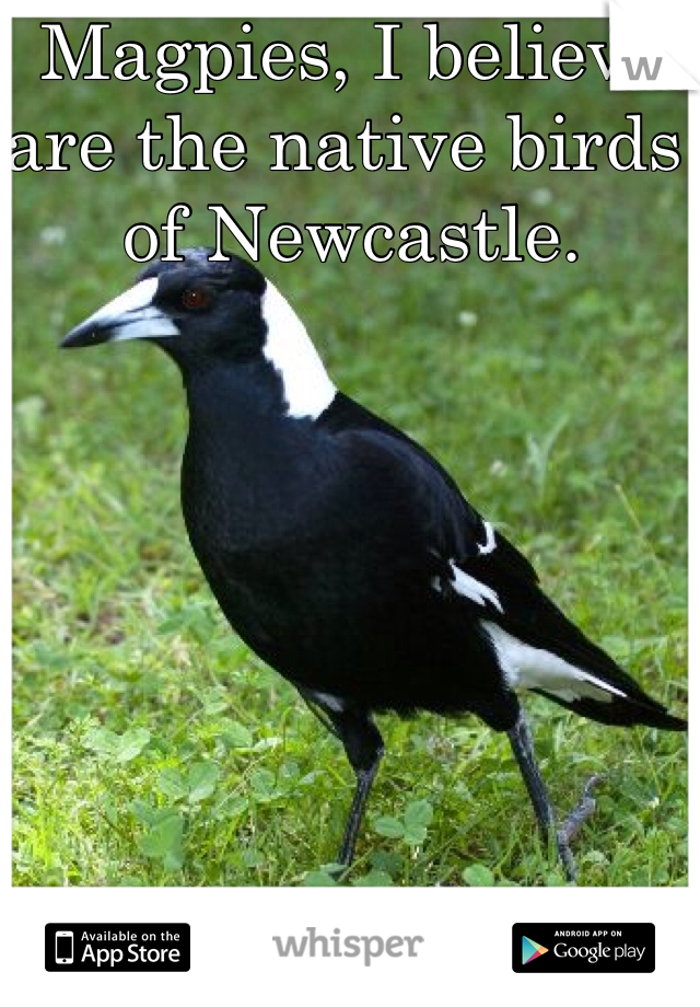 Magpies, I believe are the native birds of Newcastle. 