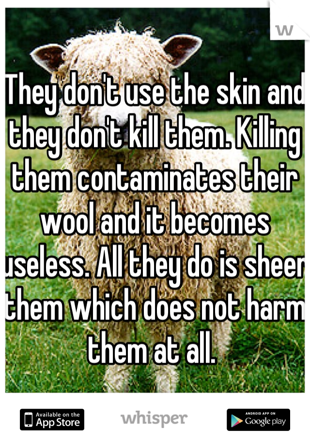 They don't use the skin and they don't kill them. Killing them contaminates their wool and it becomes useless. All they do is sheer them which does not harm them at all. 