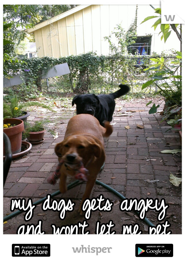 my dogs gets angry and won't let me pet them  
