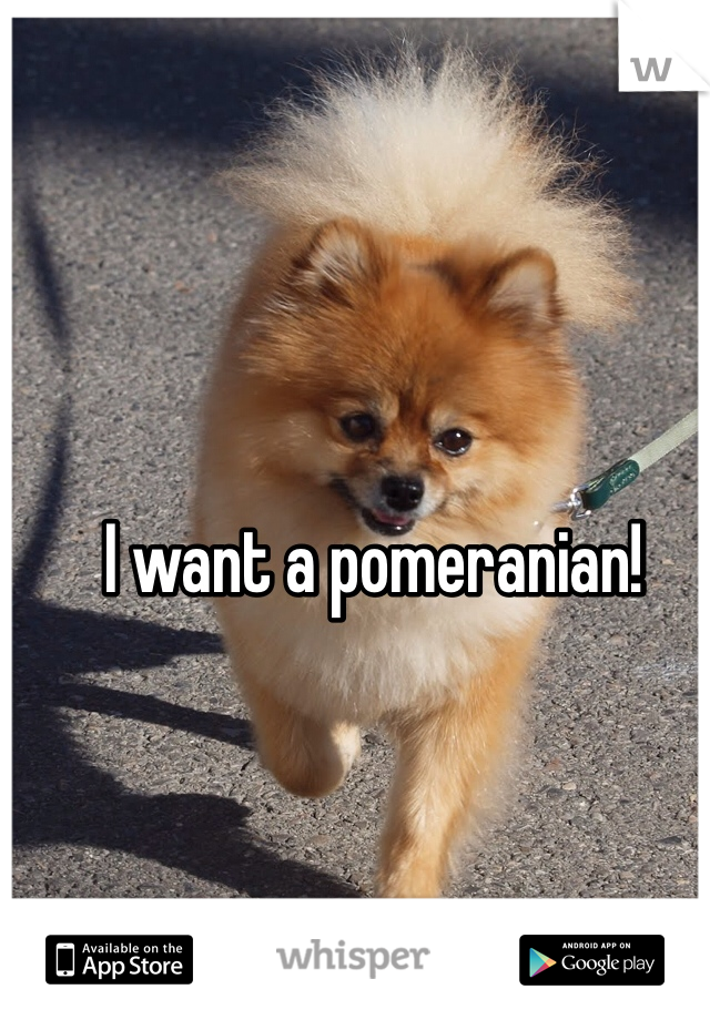 I want a pomeranian!