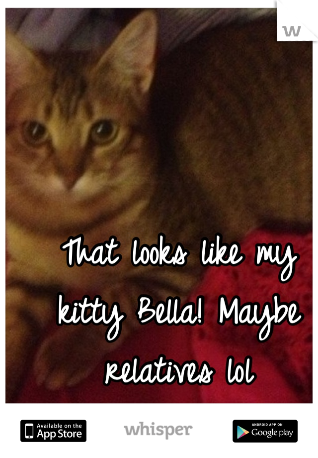 That looks like my kitty Bella! Maybe relatives lol
