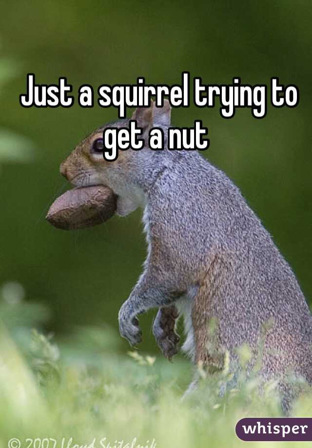  Just a squirrel trying to get a nut