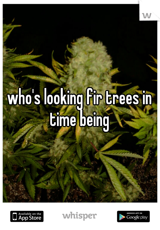 who's looking fir trees in time being 