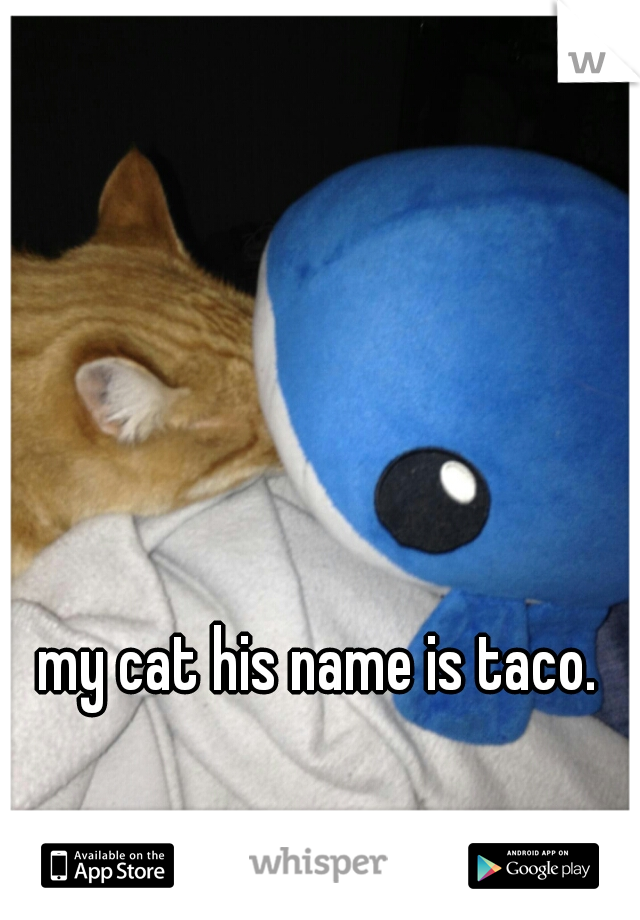 my cat his name is taco. 
