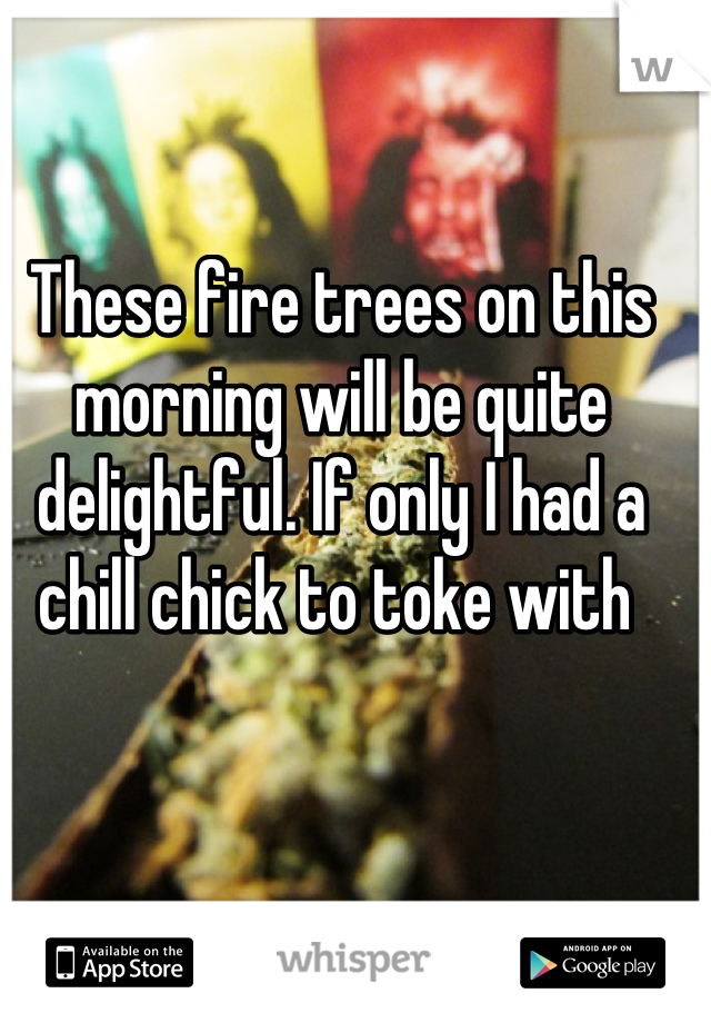 These fire trees on this morning will be quite delightful. If only I had a chill chick to toke with 