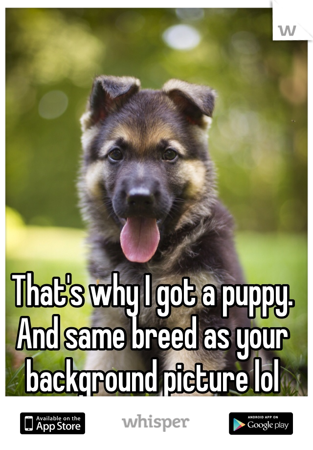 That's why I got a puppy. And same breed as your background picture lol 