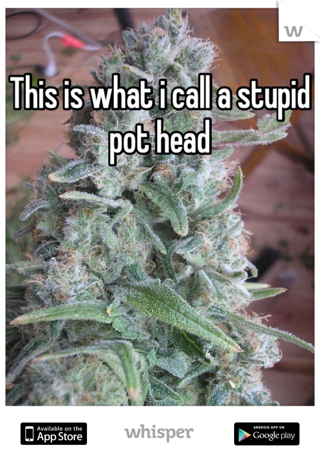 This is what i call a stupid pot head