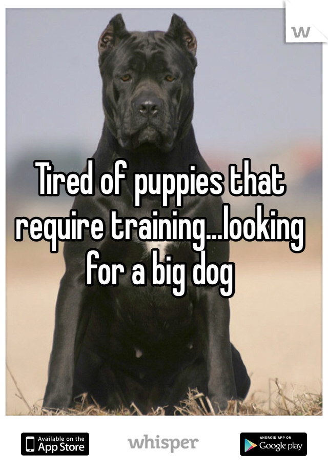 Tired of puppies that require training...looking for a big dog