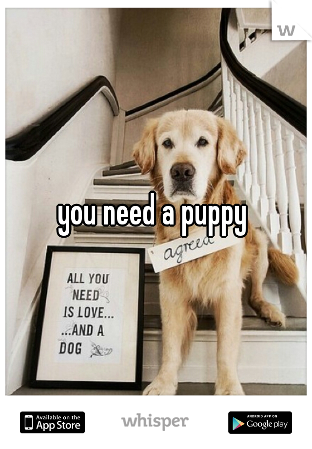 you need a puppy 