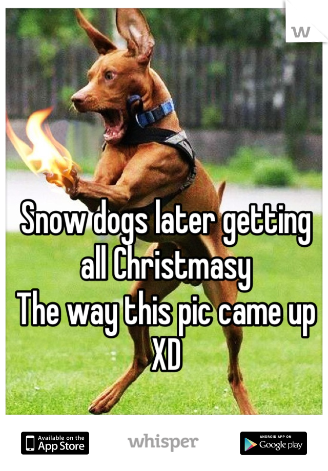 Snow dogs later getting all Christmasy 
The way this pic came up XD
