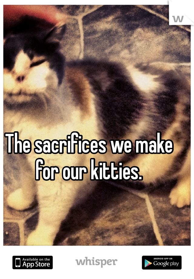 The sacrifices we make for our kitties.