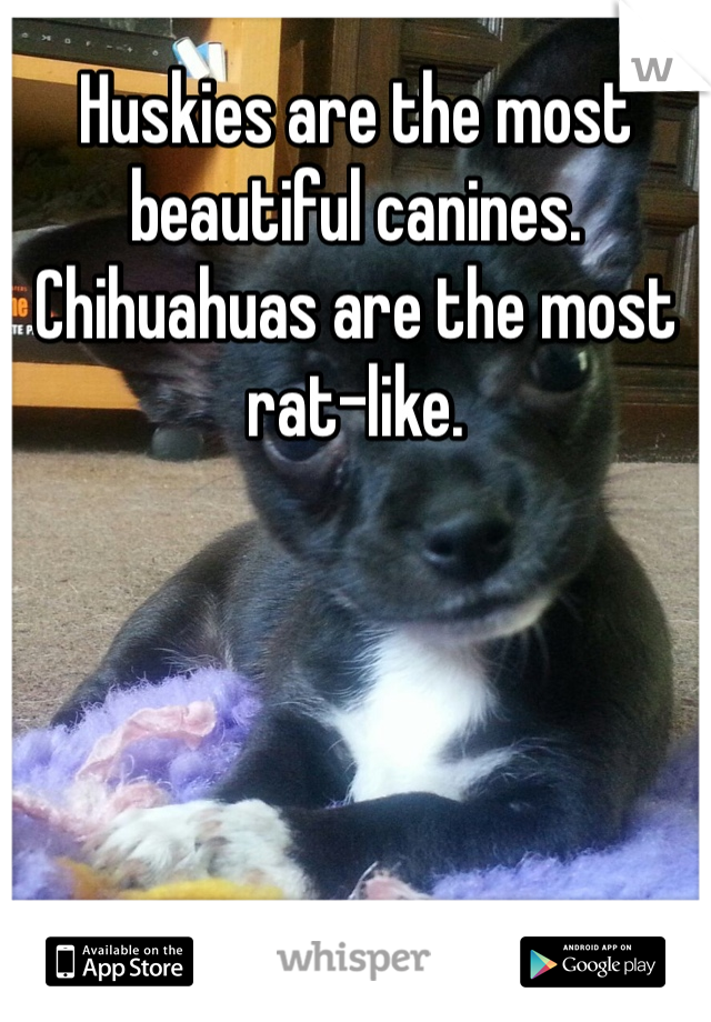 Huskies are the most beautiful canines. Chihuahuas are the most rat-like.