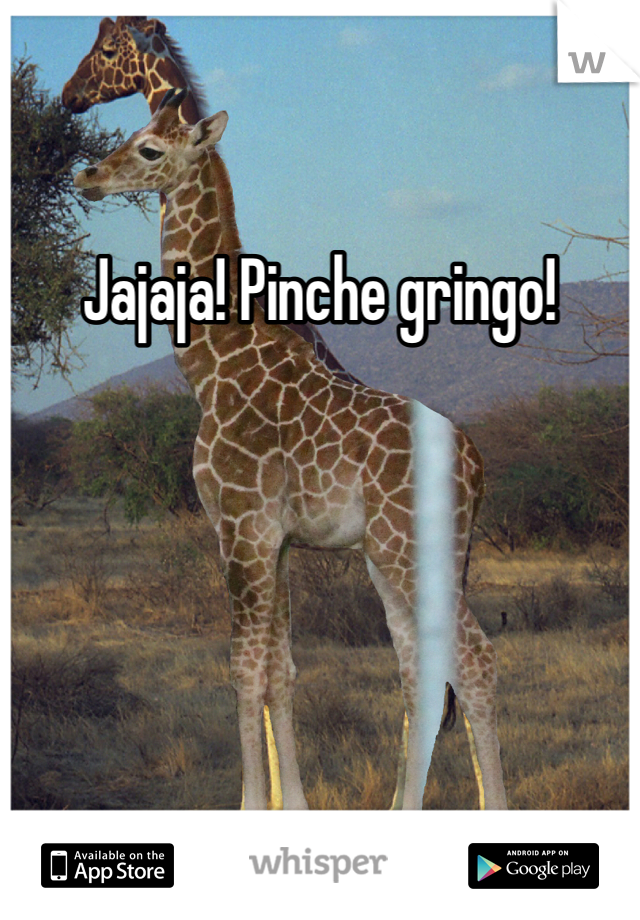 Jajaja! Pinche gringo!