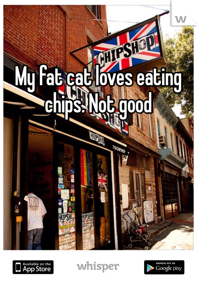 My fat cat loves eating chips. Not good