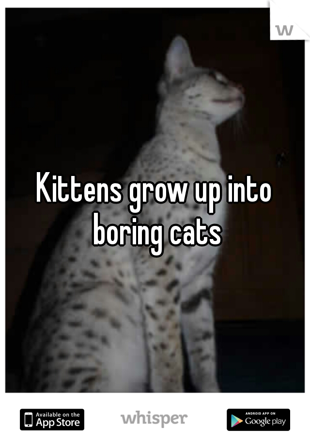 Kittens grow up into boring cats