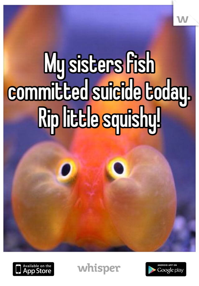 My sisters fish committed suicide today. 
Rip little squishy!